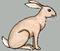 Rabbit-greywall